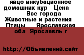 яйцо инкубационное домашних кур › Цена ­ 25 - Все города Животные и растения » Птицы   . Ярославская обл.,Ярославль г.